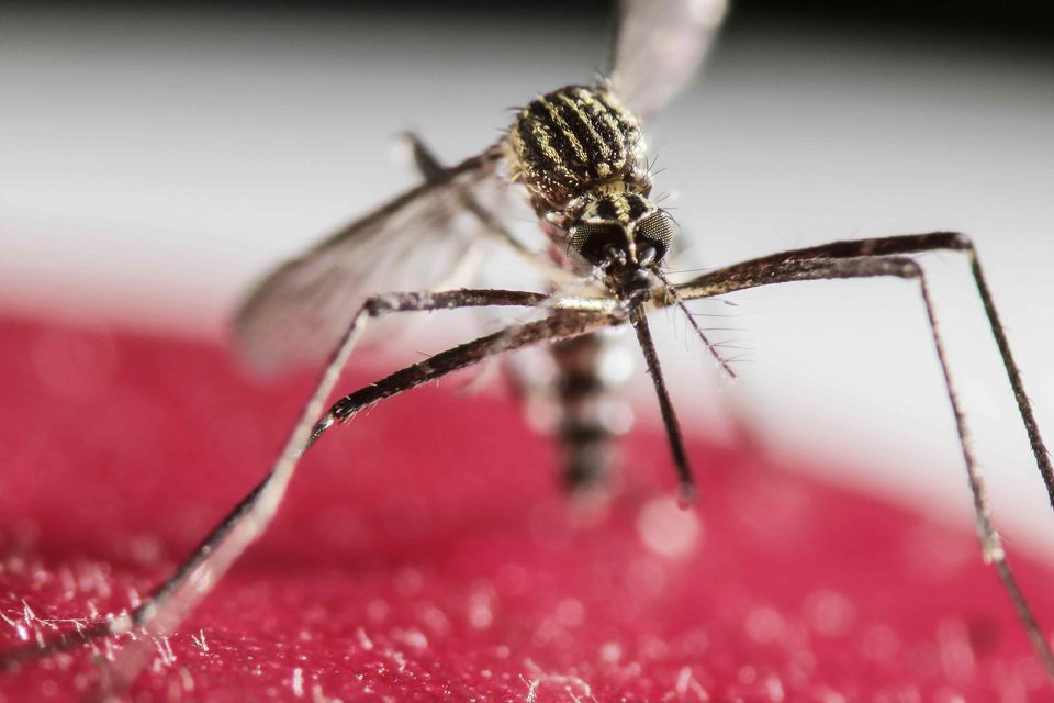 Zika-virus-documented-in-Schen